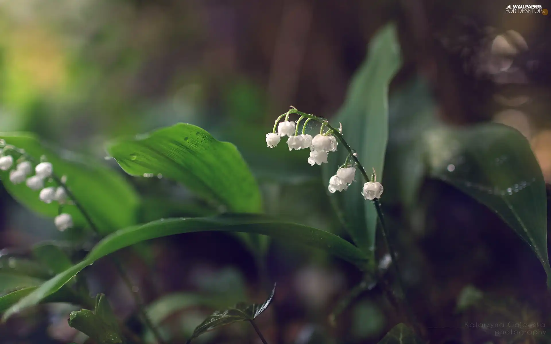 White, lilies