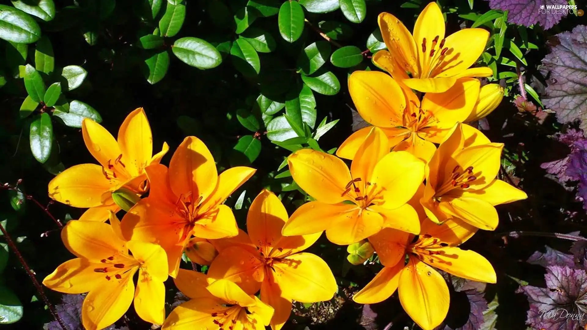 Yellow, lilies