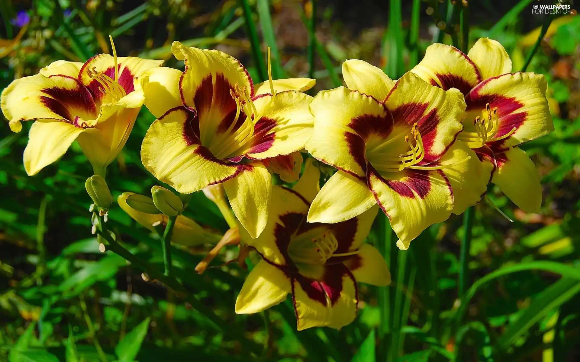 Yellow, Daylilies