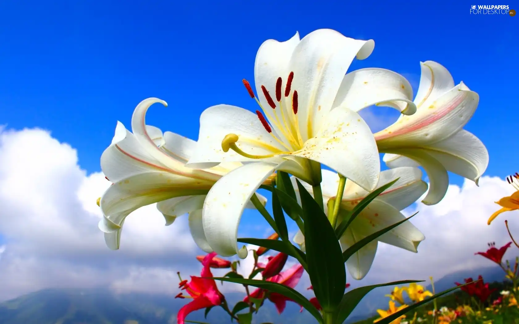 blue, White, Lily, Sky