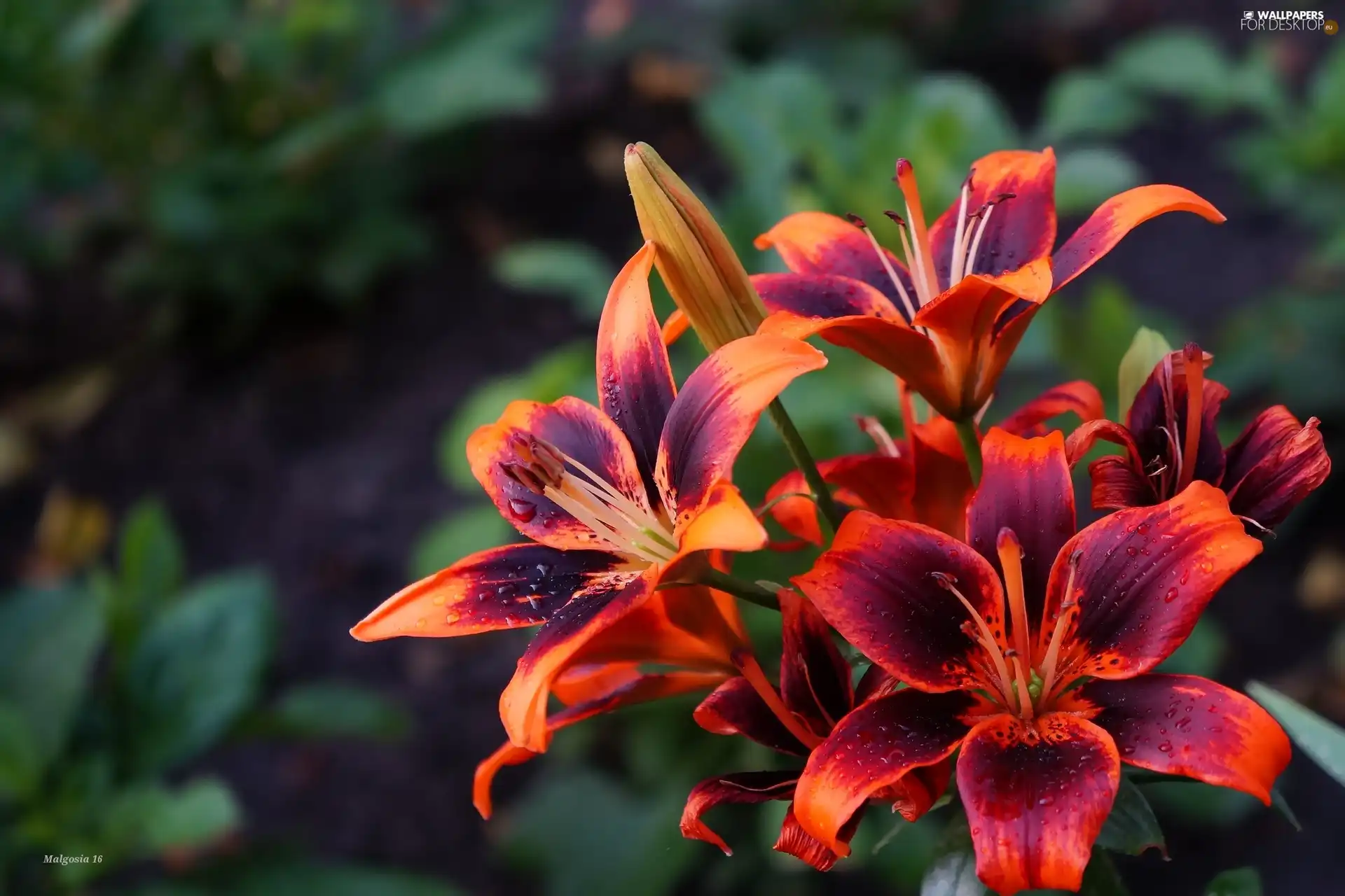 Flowers, Lily