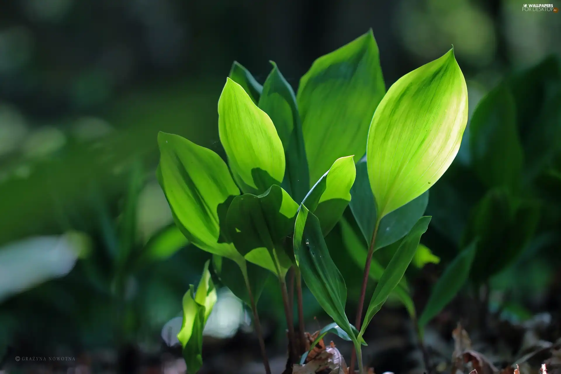 Lily of the Valley, green ones, Leaf