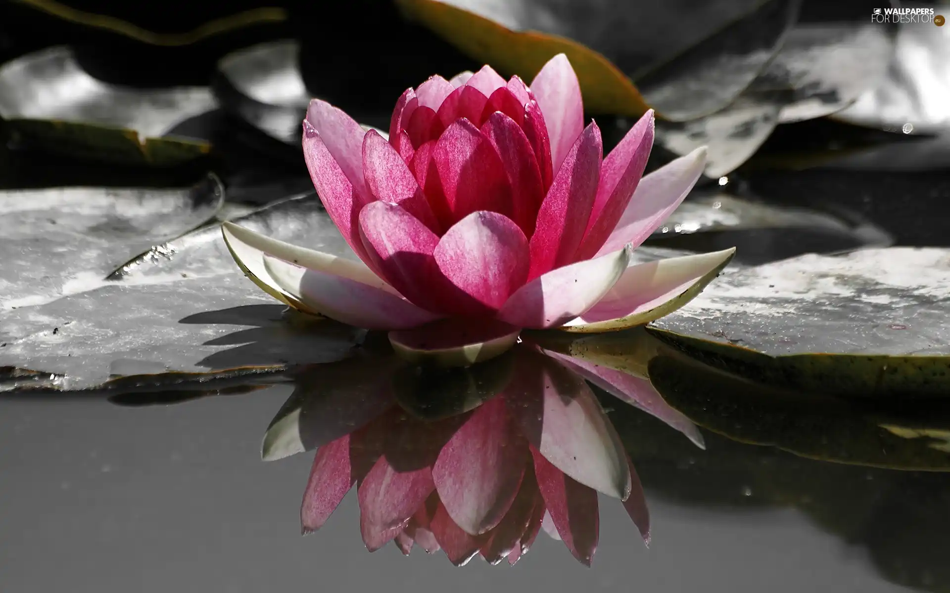 water-lily, water, Leaf