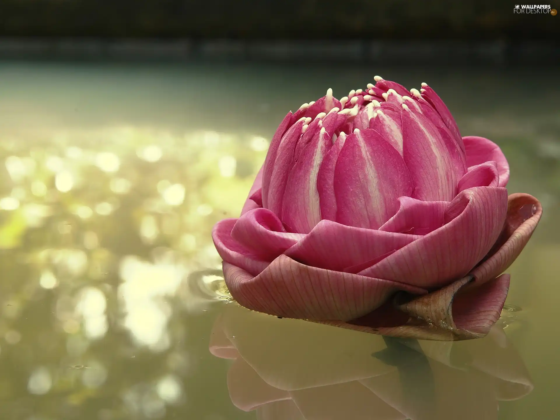 Pink, water-lily