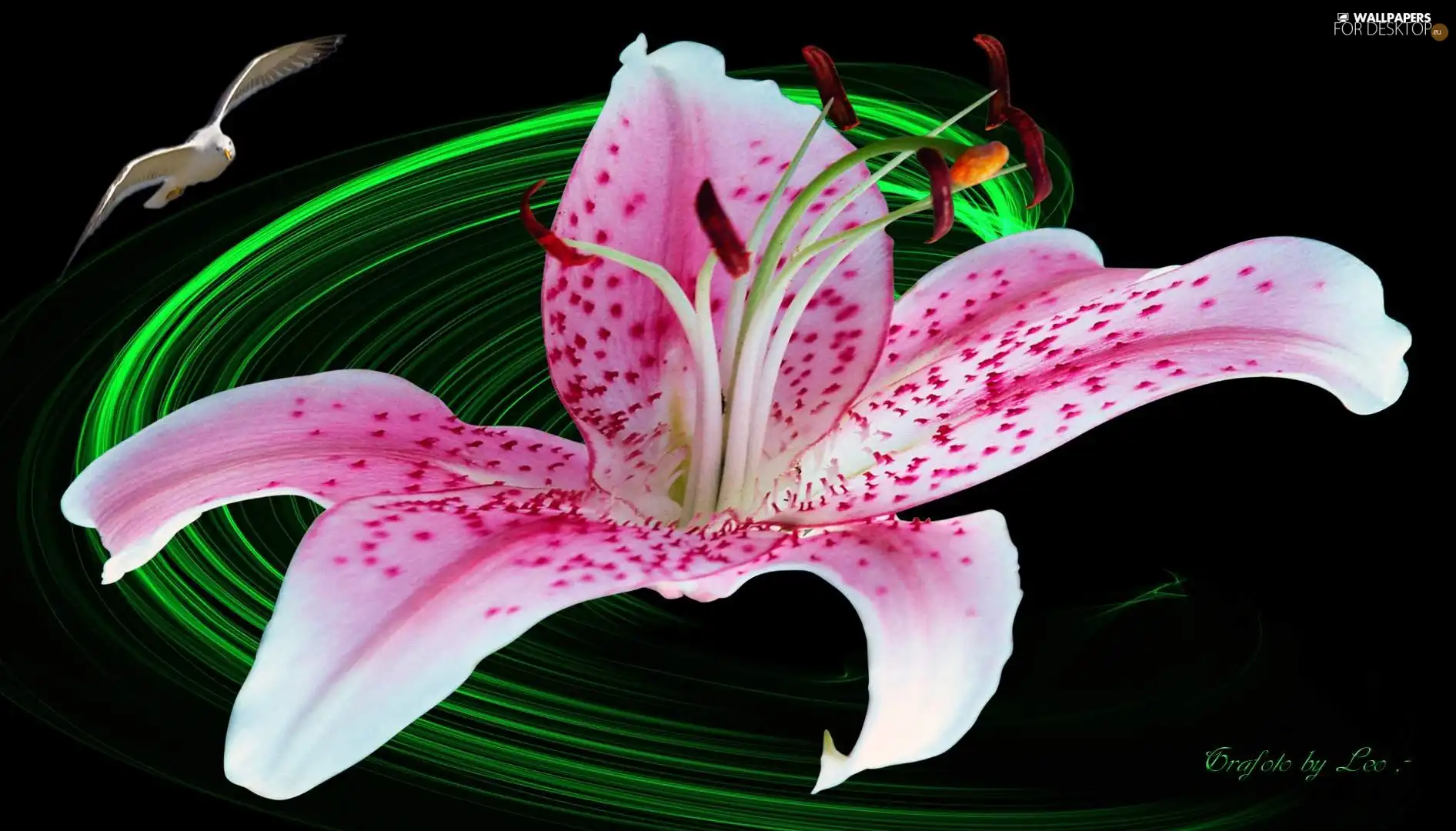 Pink, Tiger lily