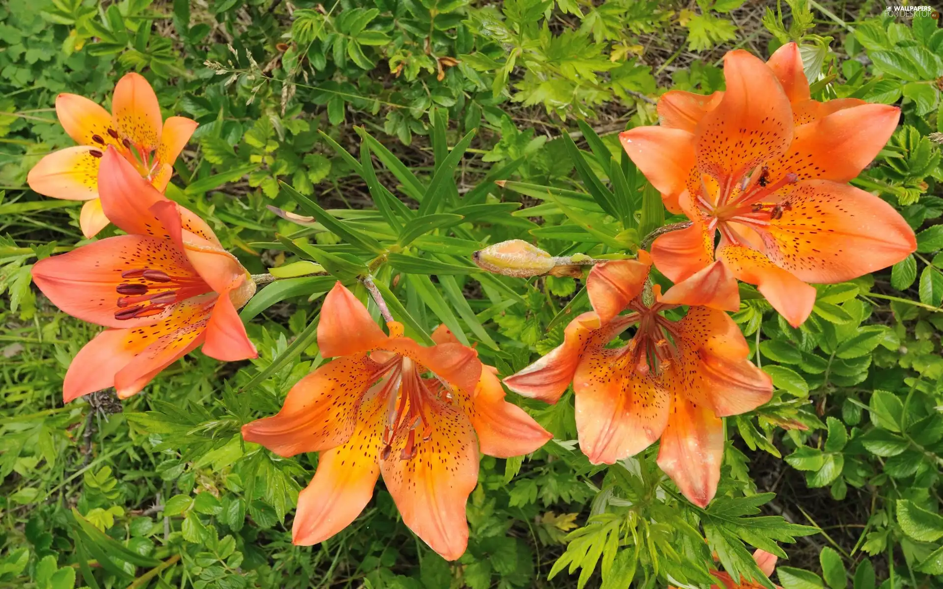 Orange, Tiger lily