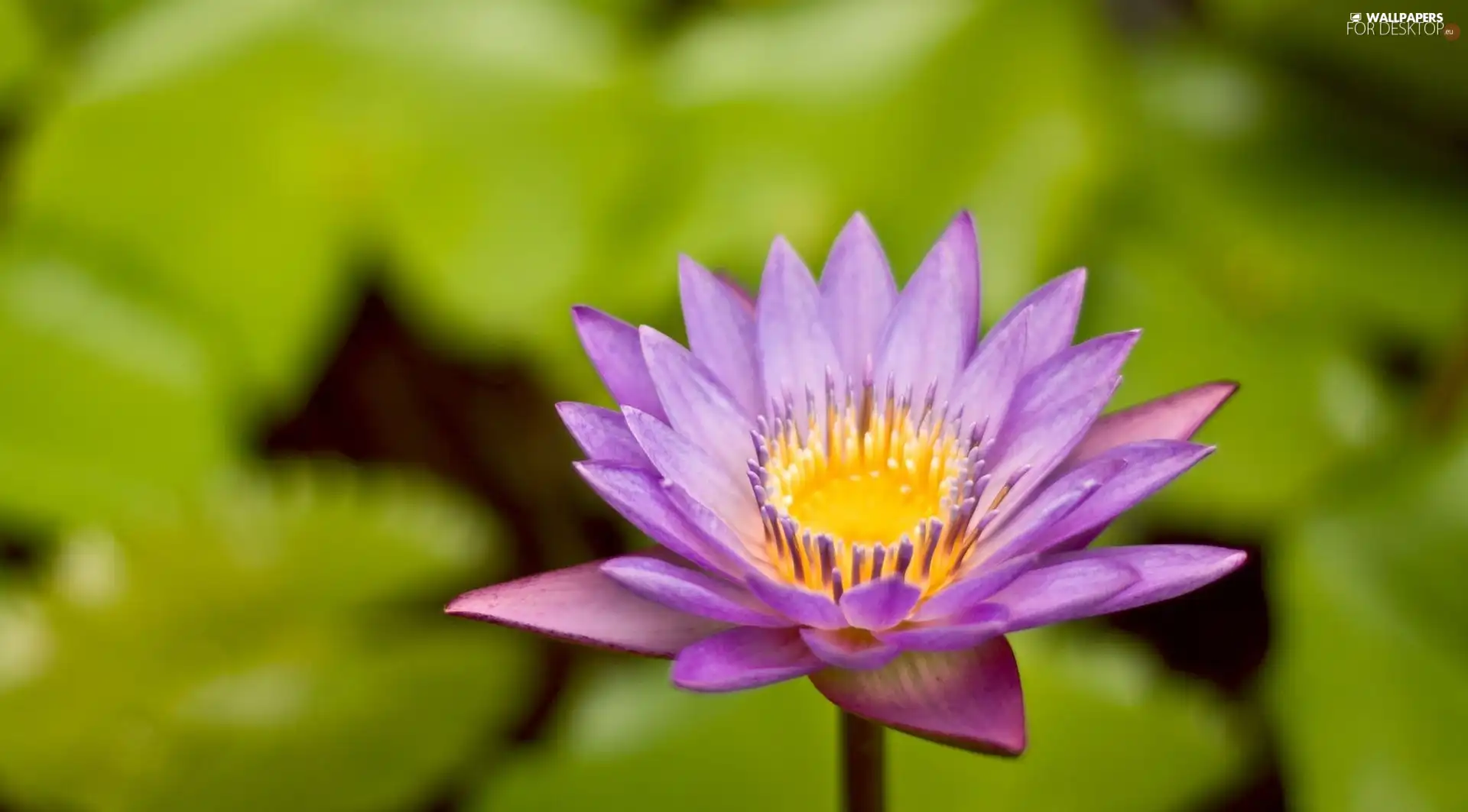 Violet, water-lily