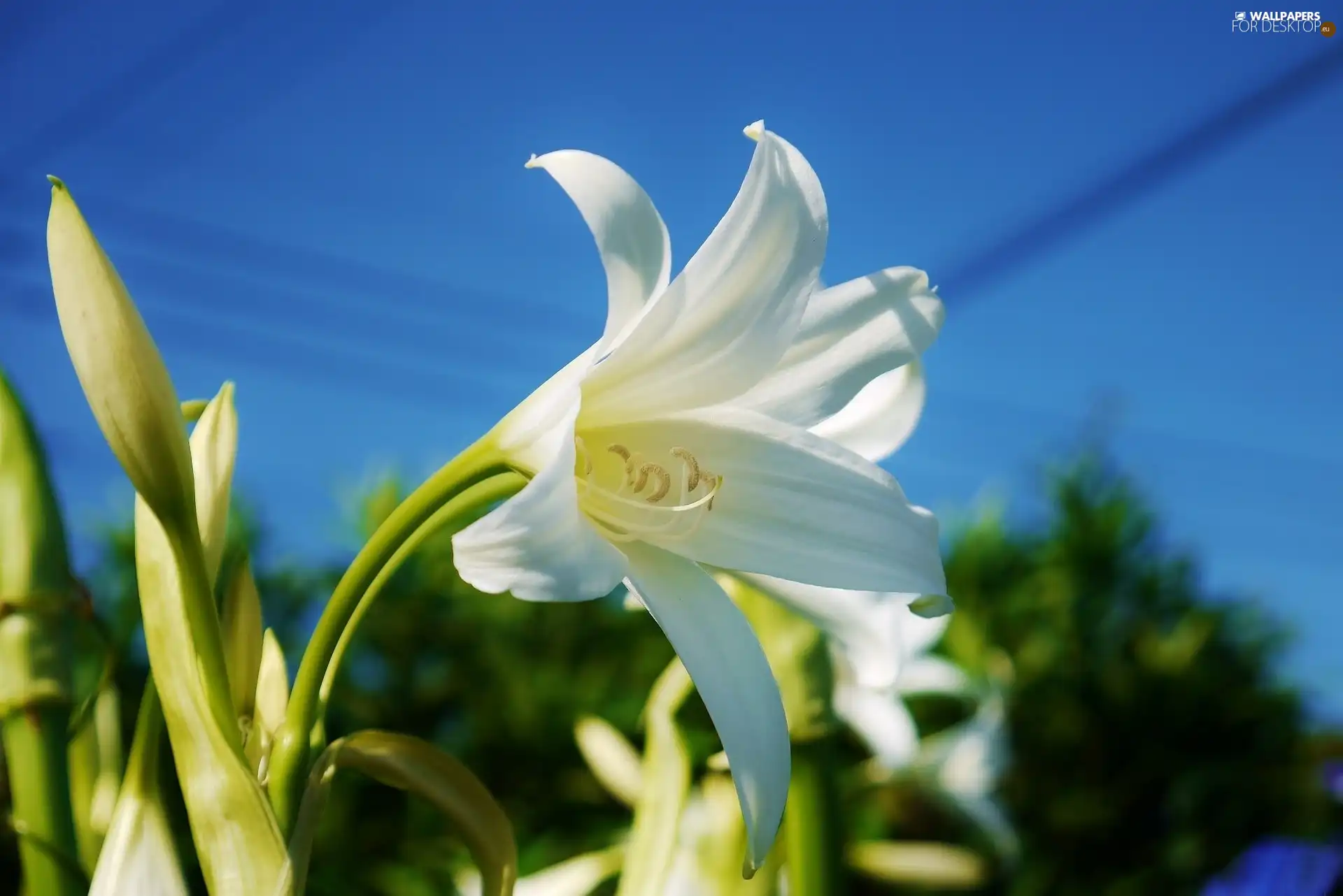 Lily, Beauty, White