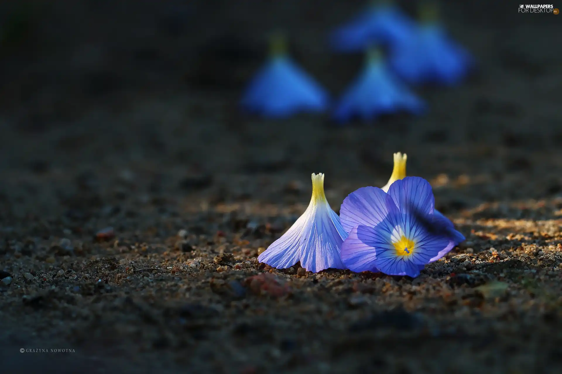 Linum Hirsutum, flakes