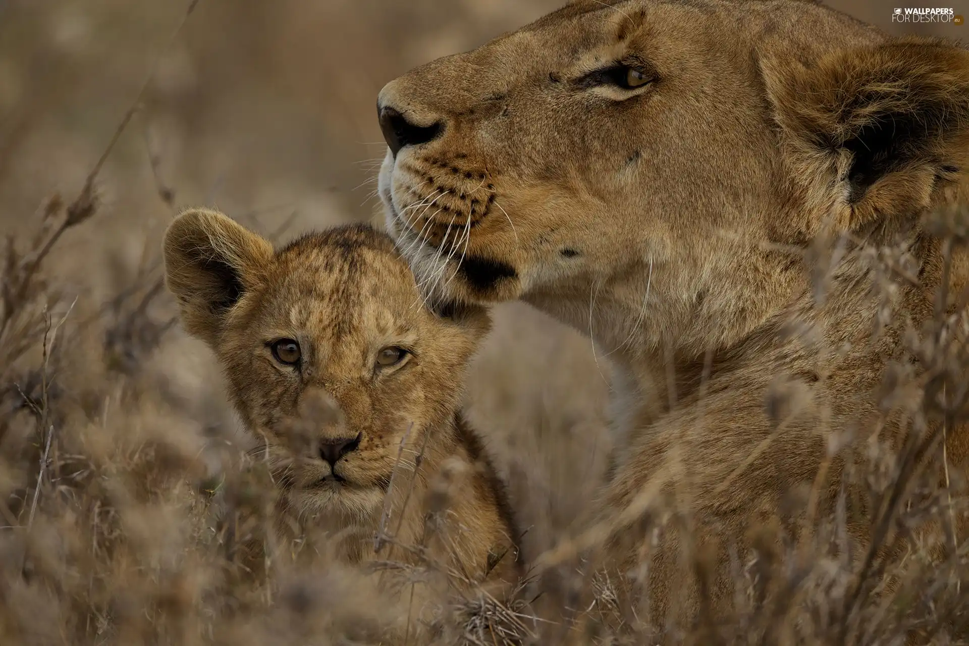 Lioness, lion