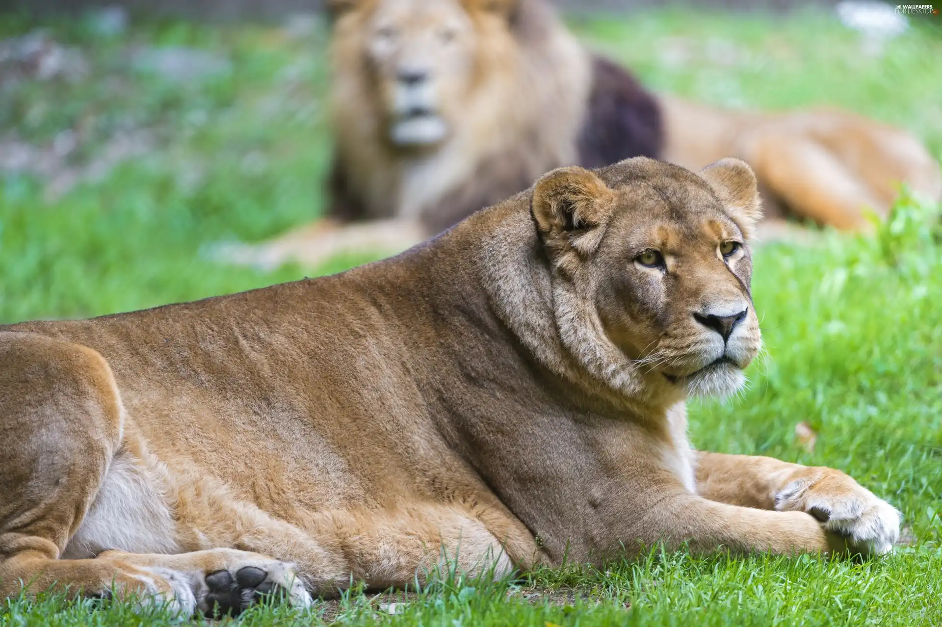 Lioness, Lion
