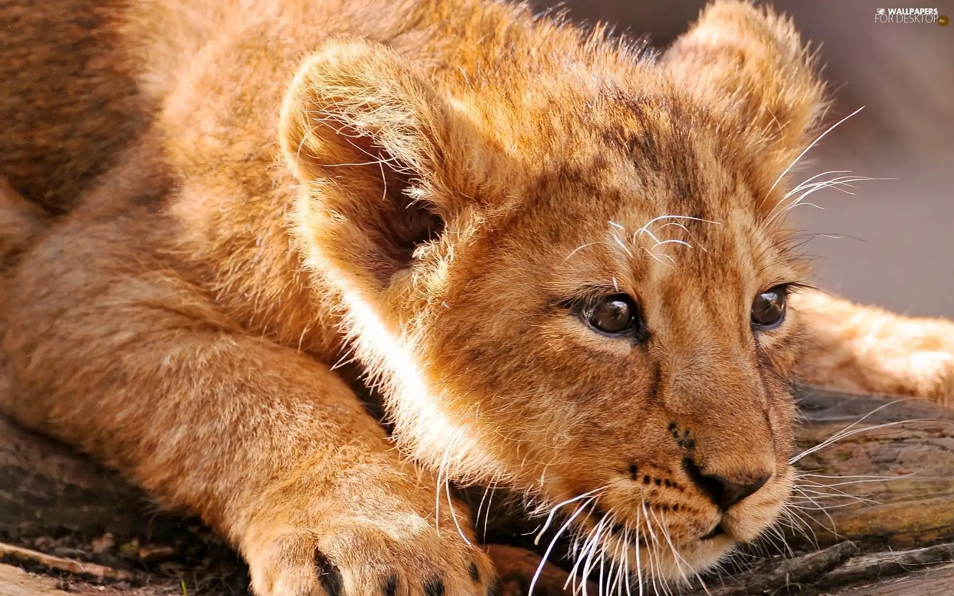 young, Lion
