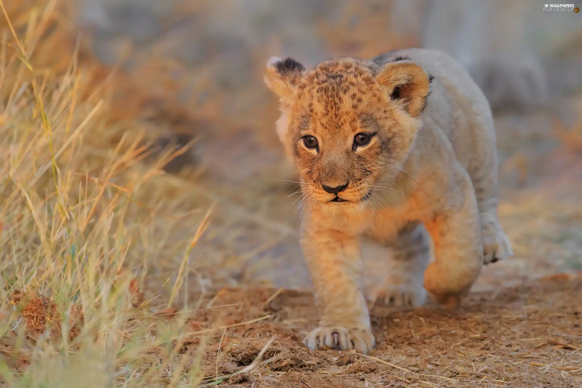 lion, Lion, young