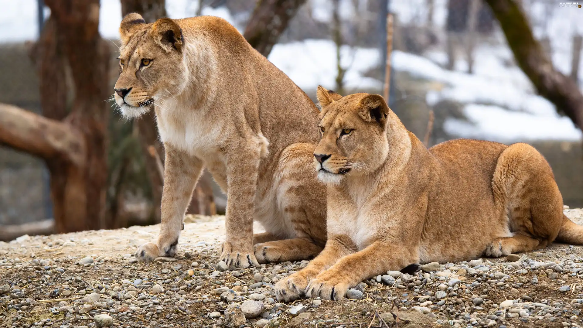 trees, viewes, lions, lionesses, Two cars