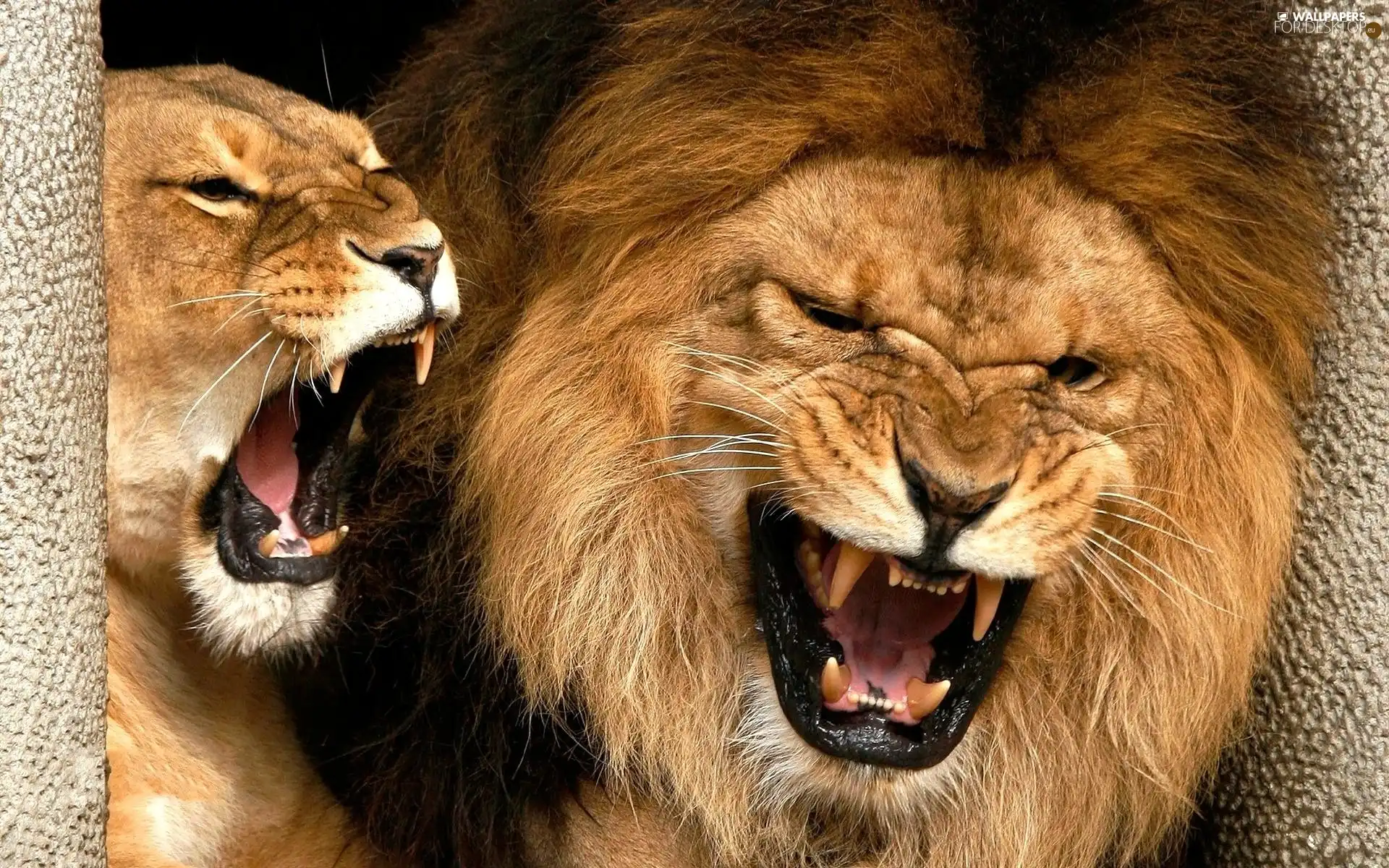 roaring, lions