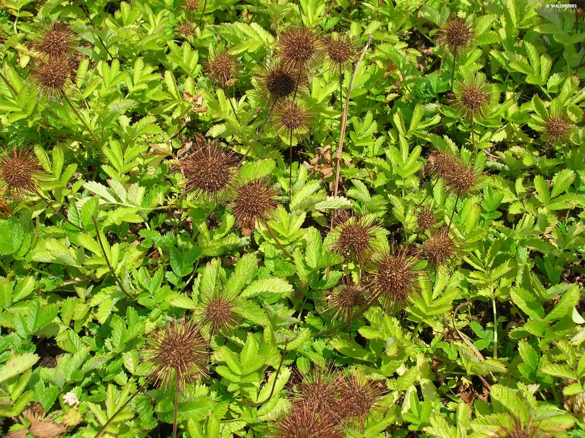 leaves, Acena Buchanana, little doggies