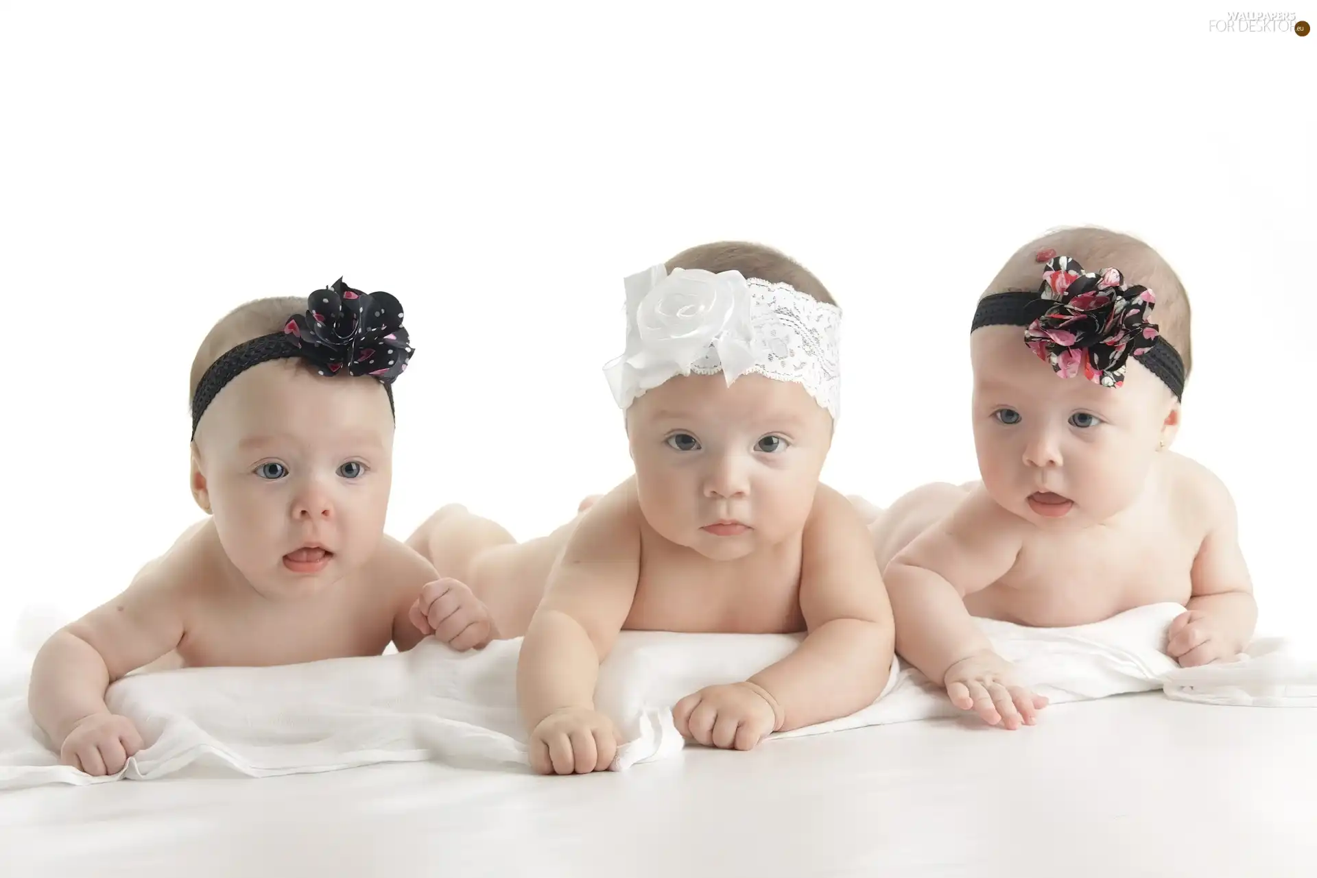 girls, Three, little doggies