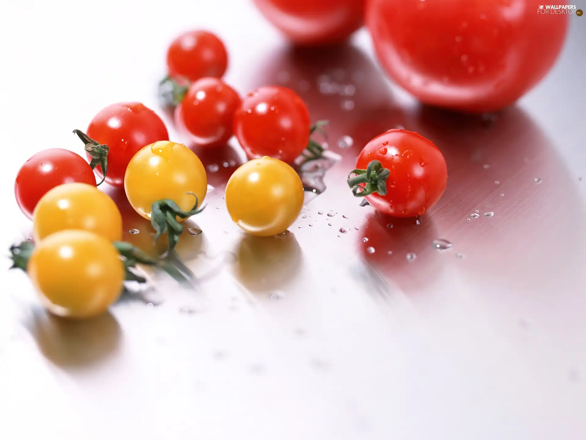 little doggies, tomatoes
