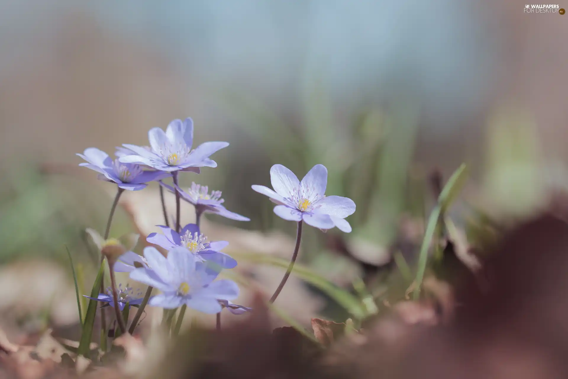 Blue, Flowers, cluster, Liverworts