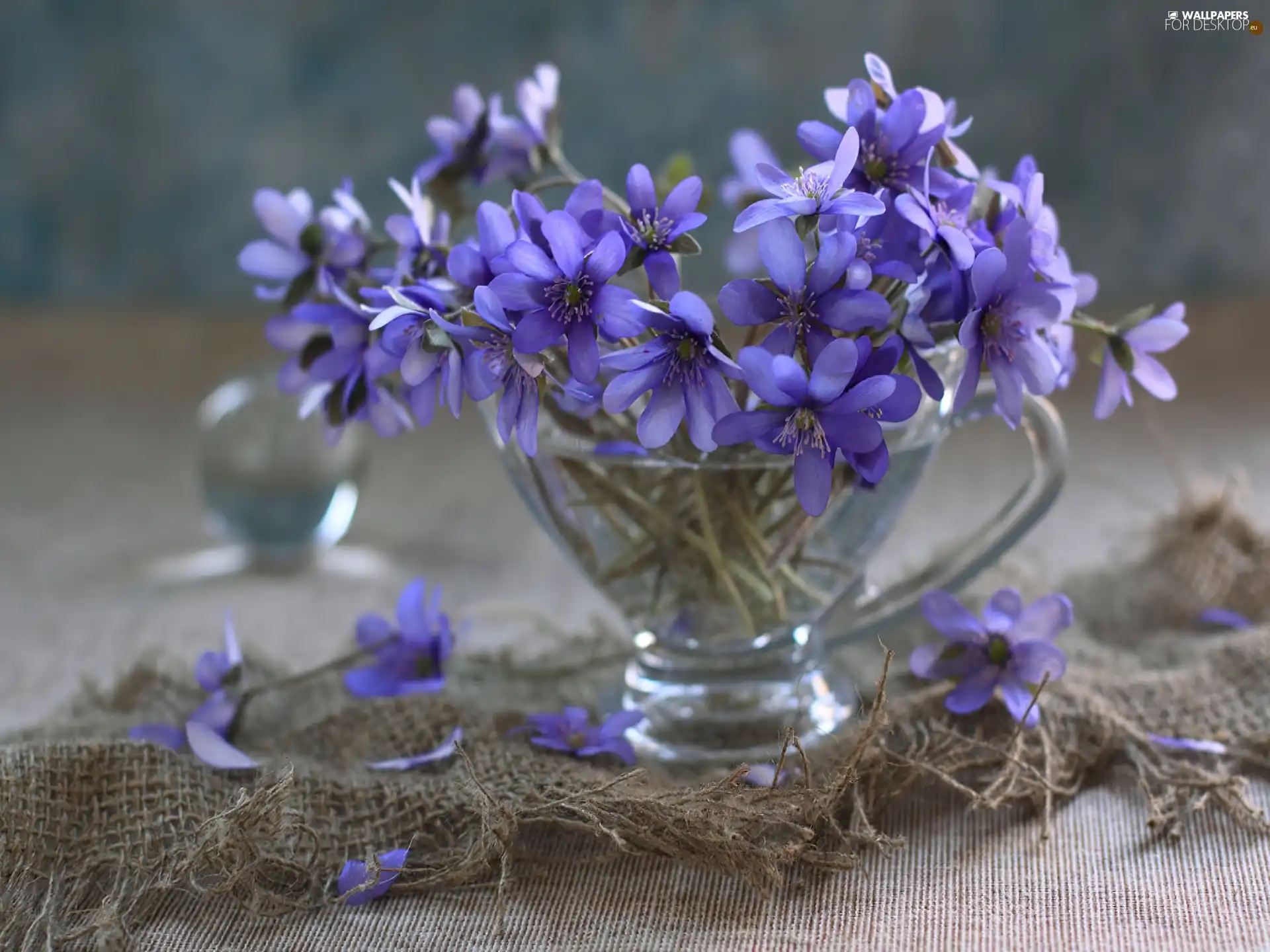 Liverworts, Blue, Flowers