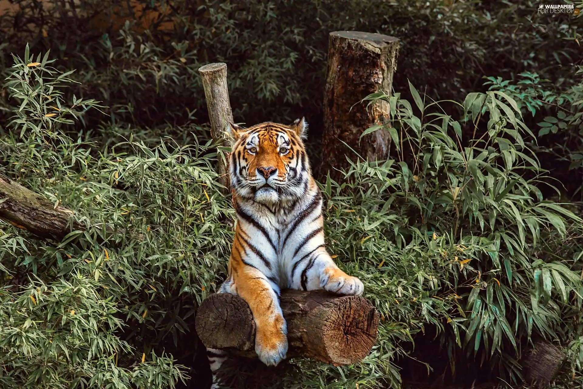 forest, tiger, Lod on the beach