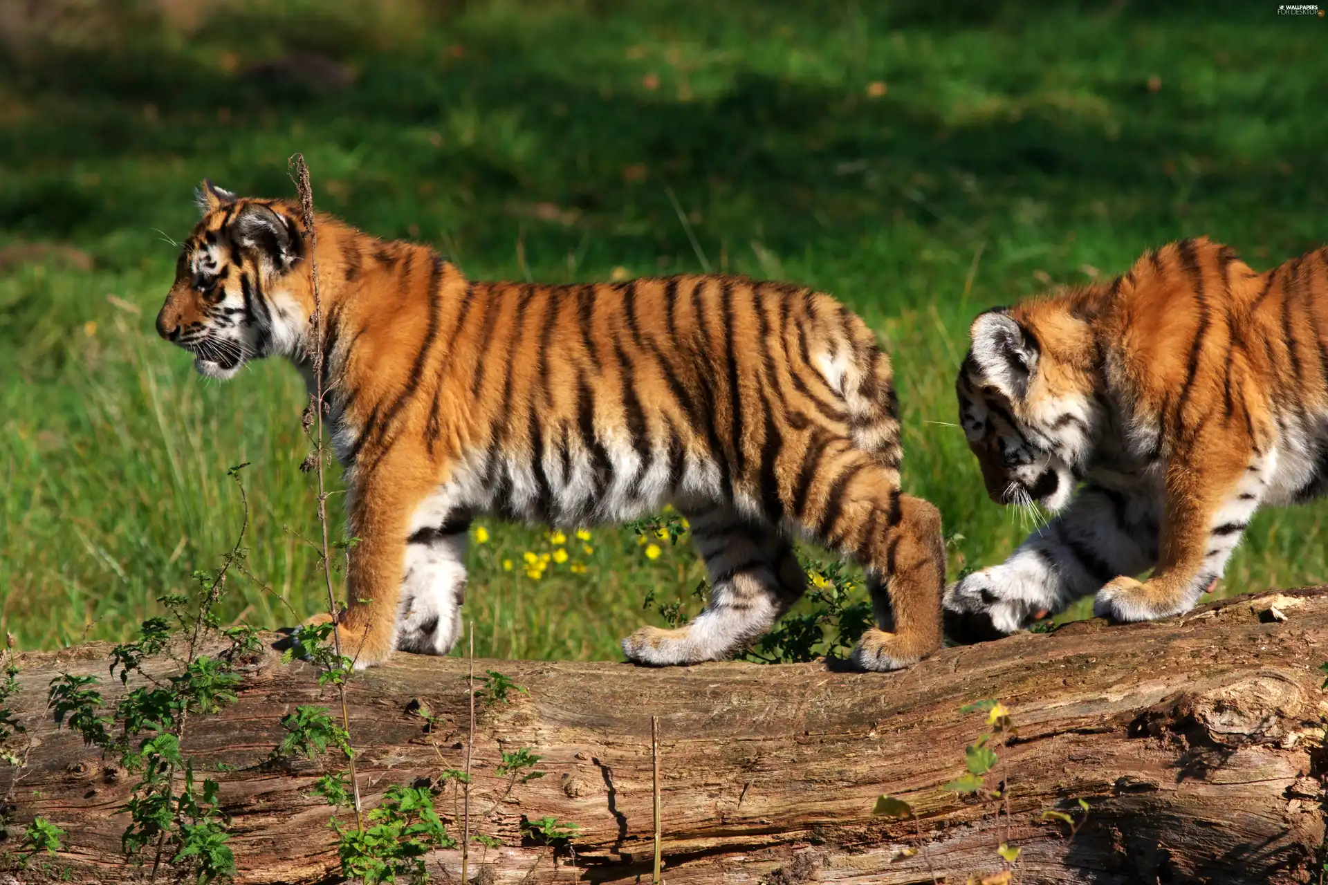 log, grass, young, tigress, Two cars