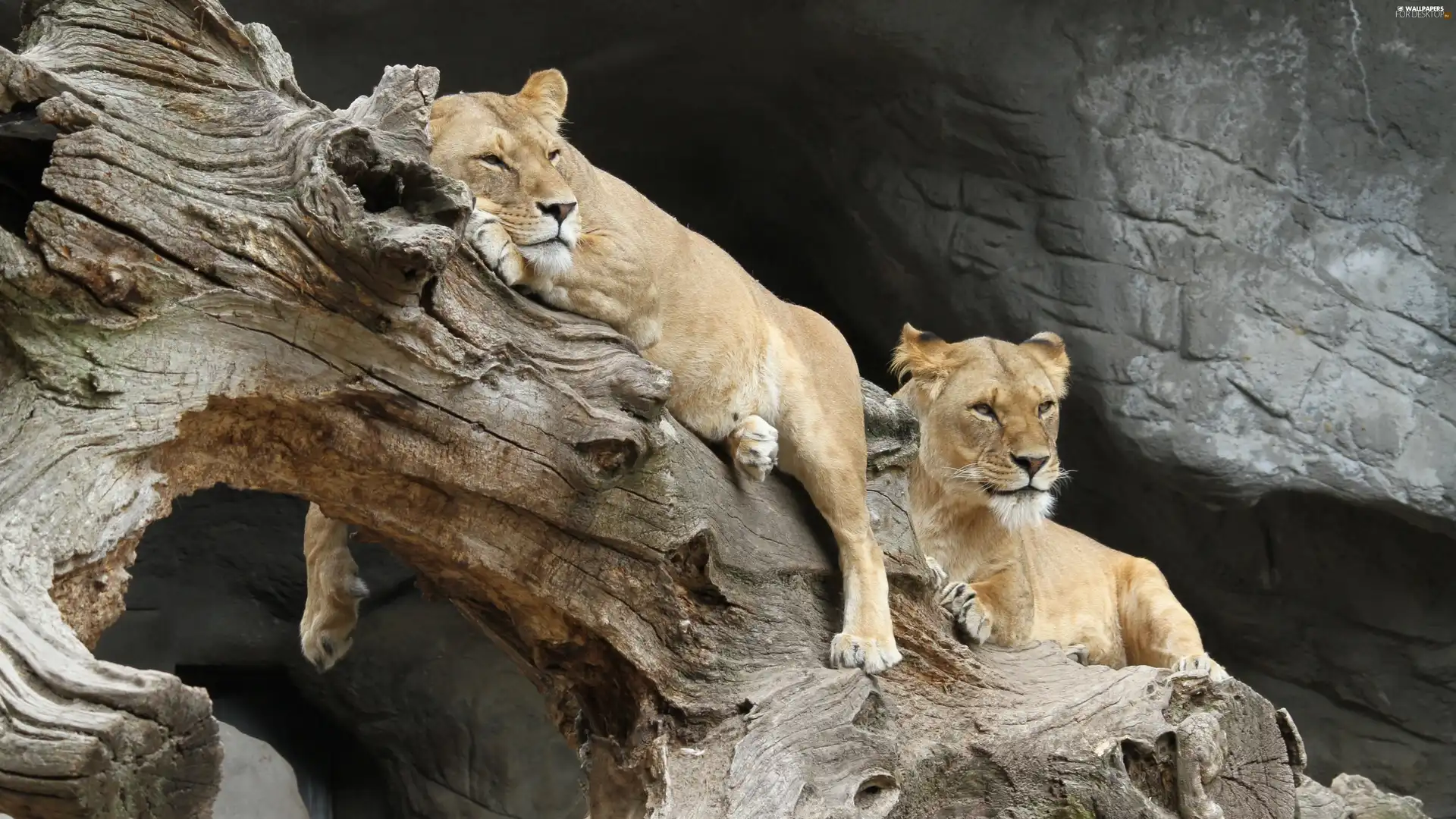 log, wood, themselves, lions, Lounging