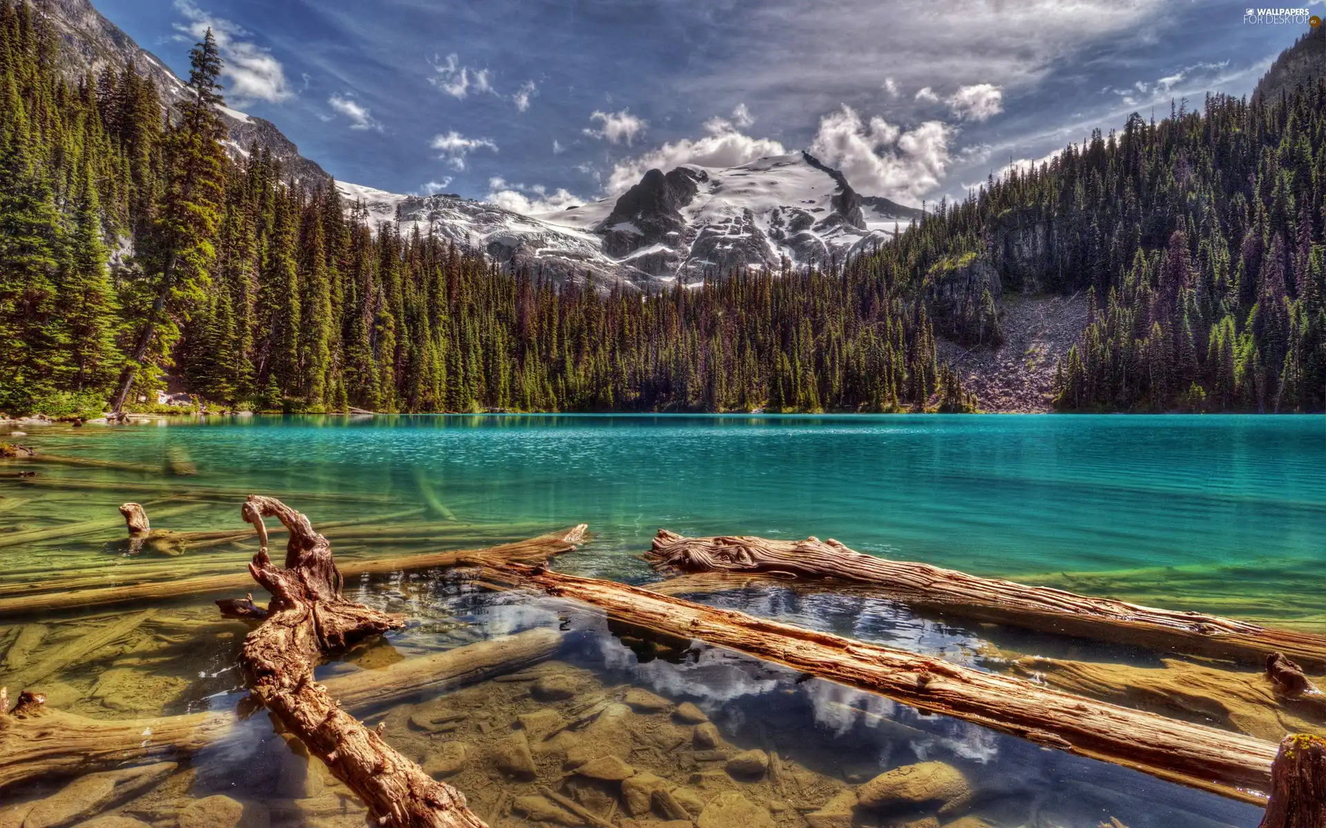 Logs, woods, lake