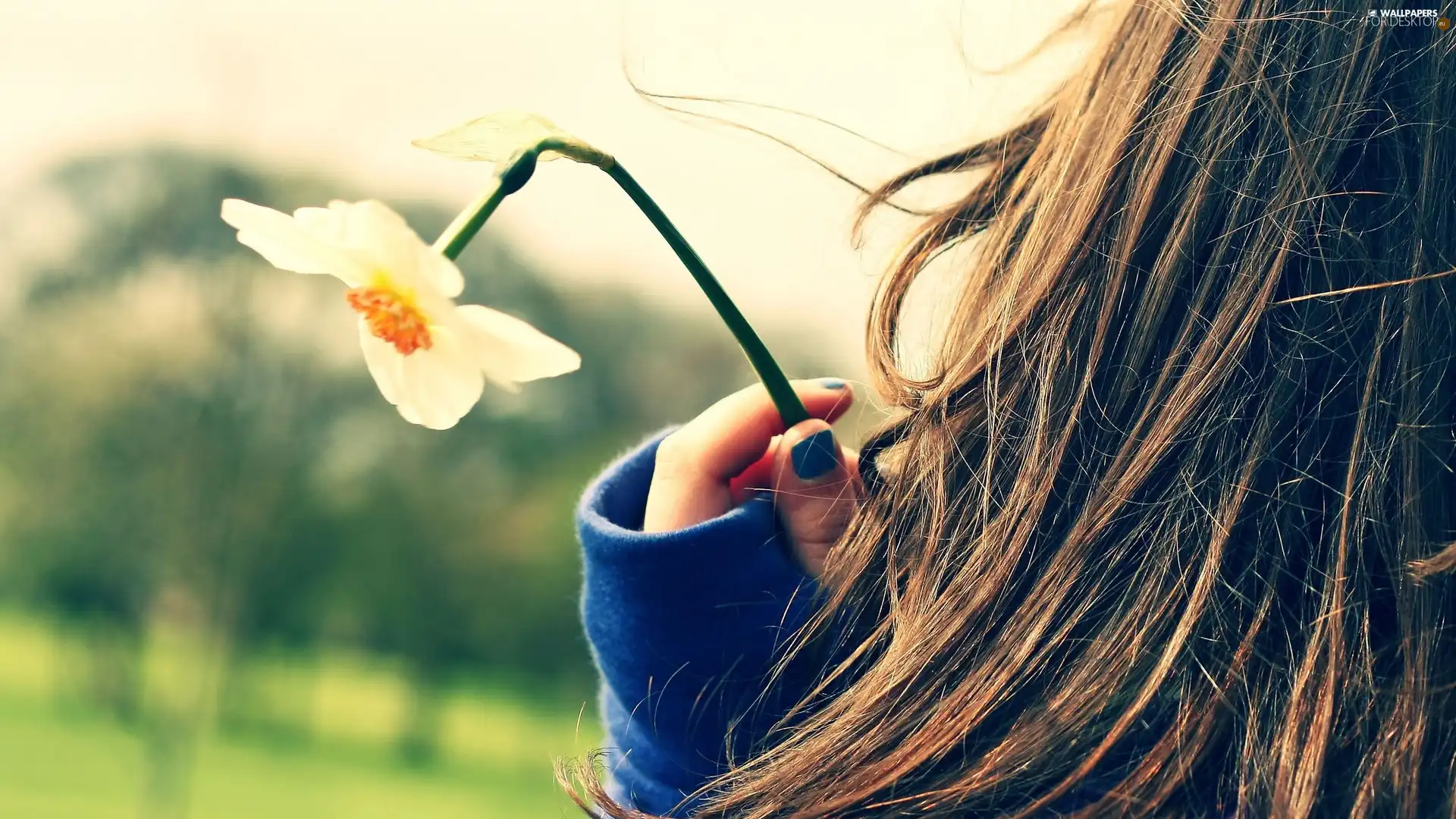 Longs, Hair, narcissus, girl, spring