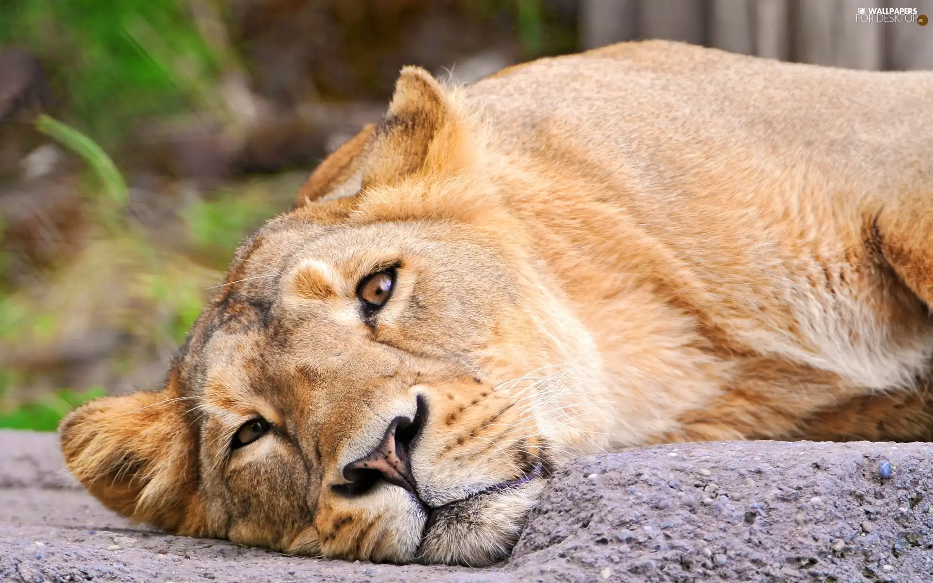 Lioness, The look