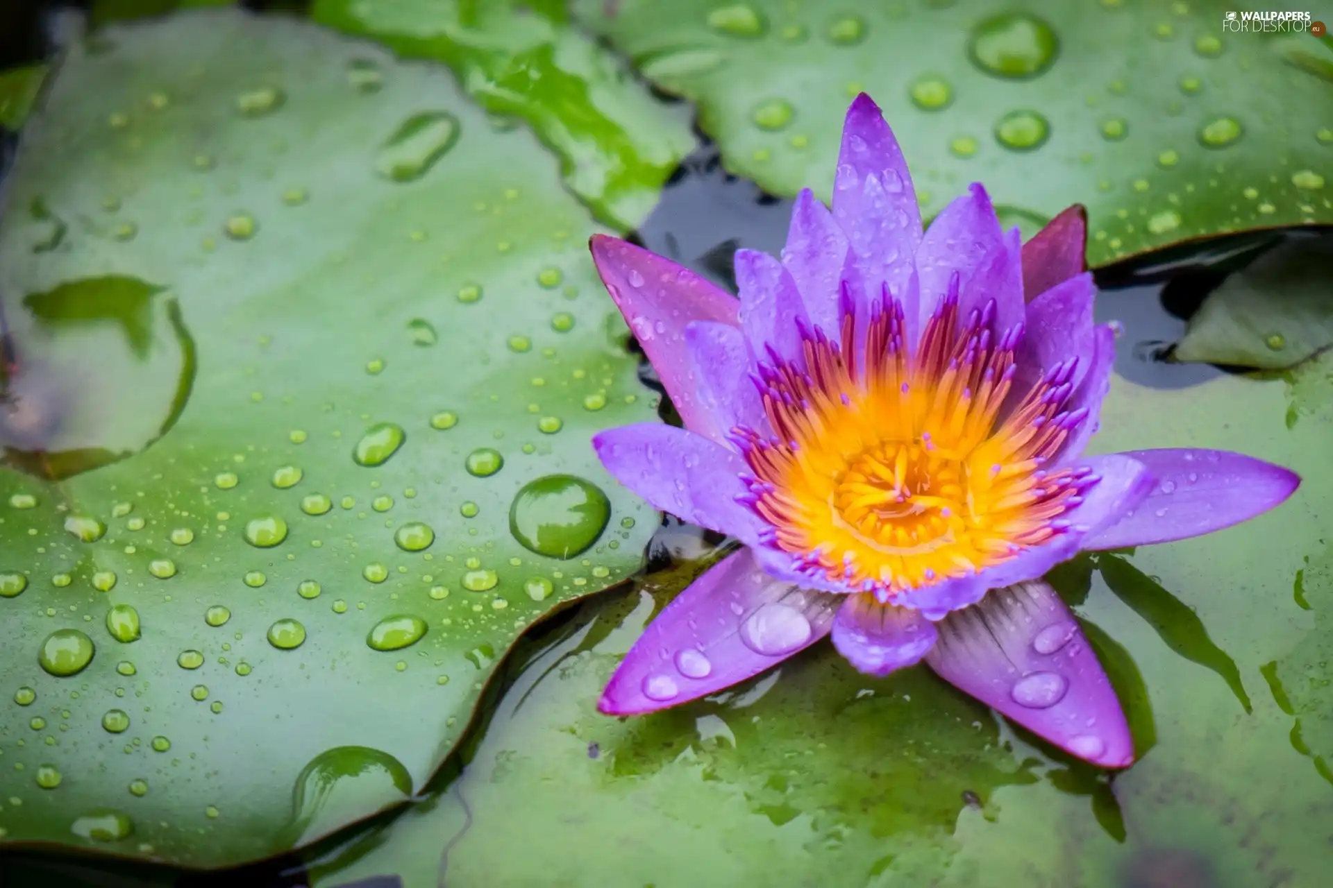 water-lily, Colourfull Flowers, Leaf