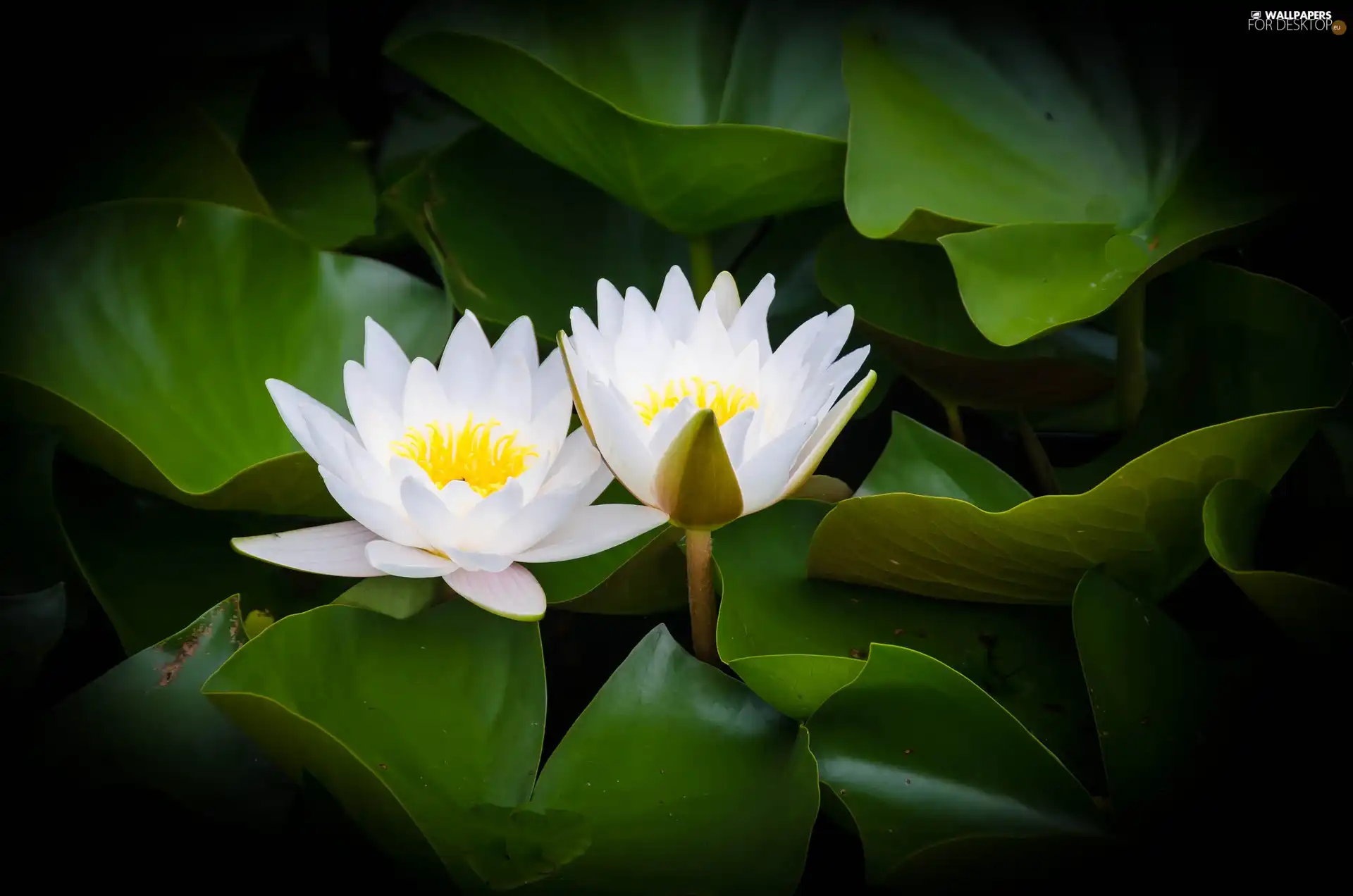 water-lily, White, Flowers