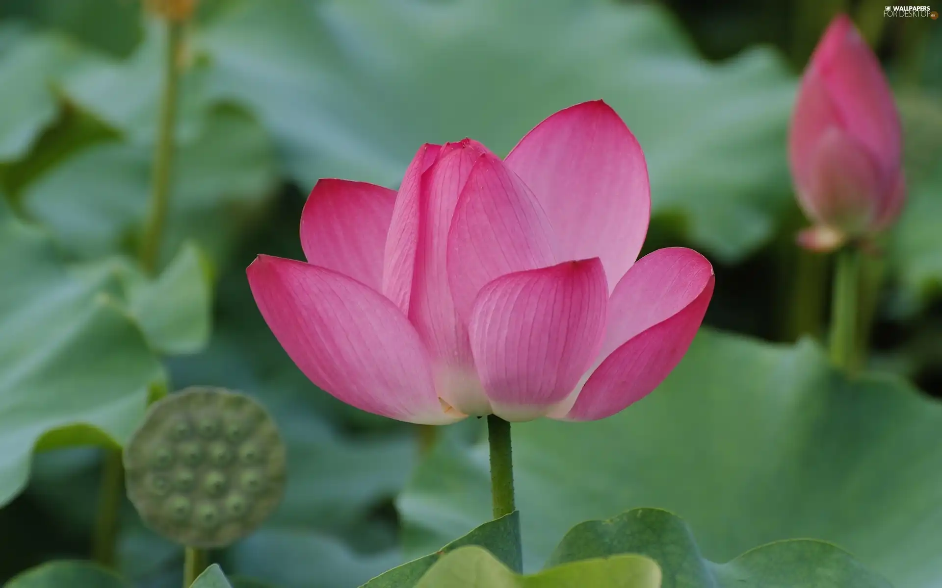 lotus