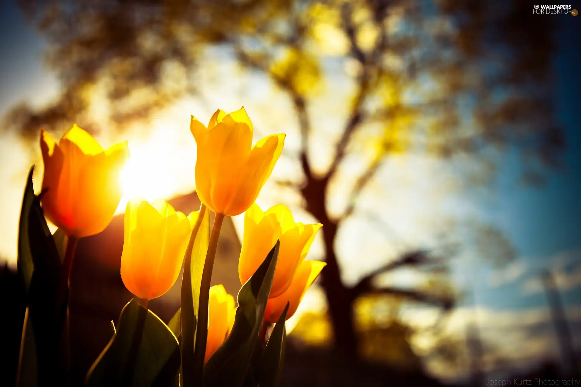 sun, Tulips, luminosity, trees, flash, ligh
