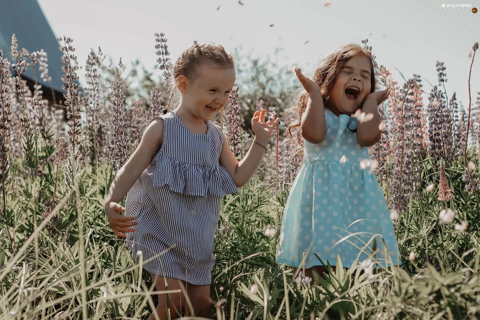 Meadow, lupine, Smile, joy, girls