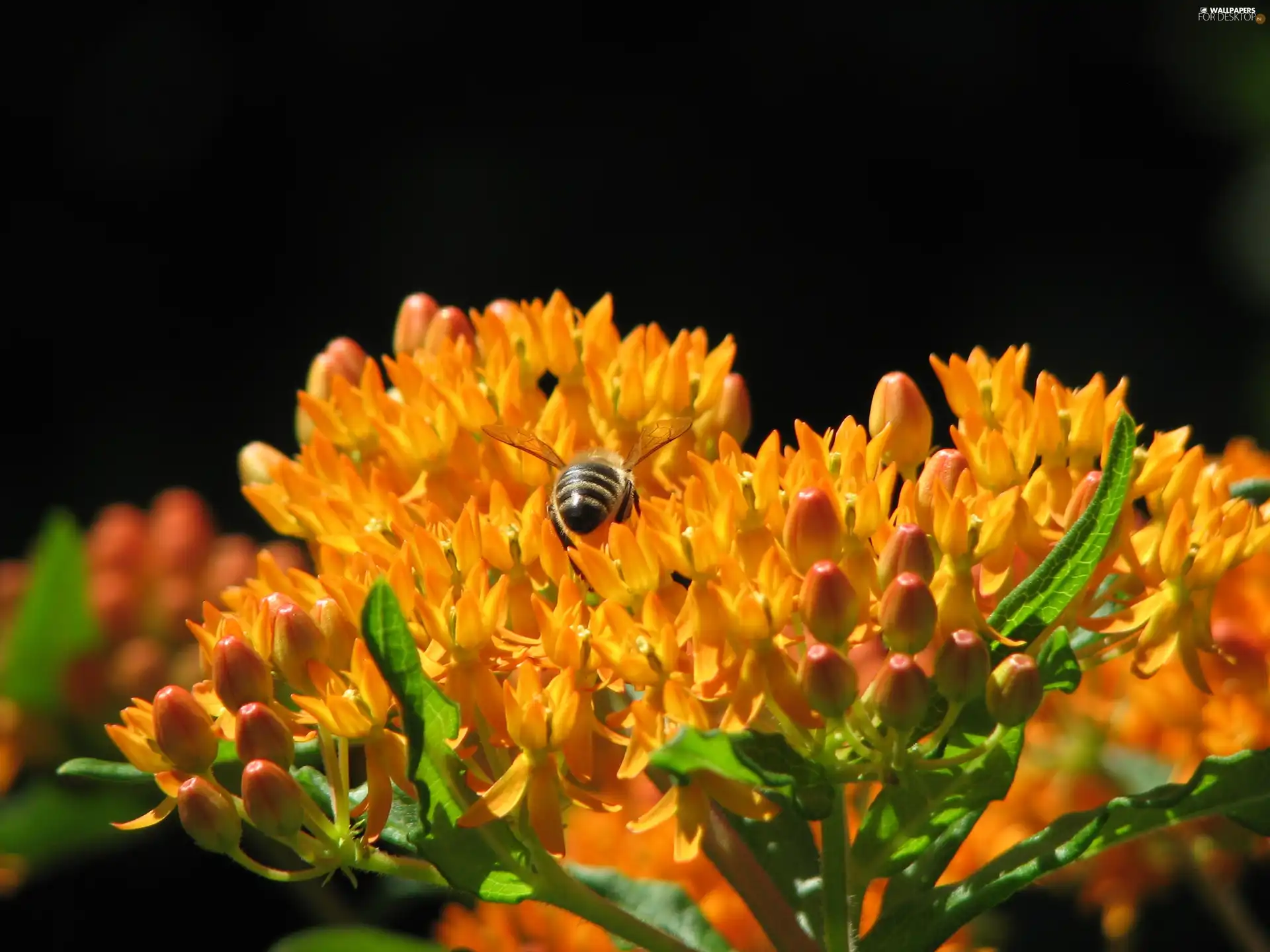 lychnis