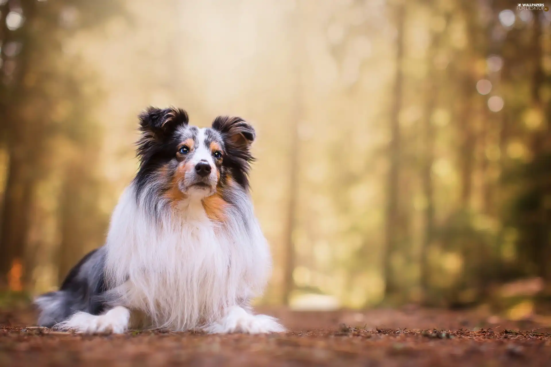 shetland Sheepdog, dog, lying