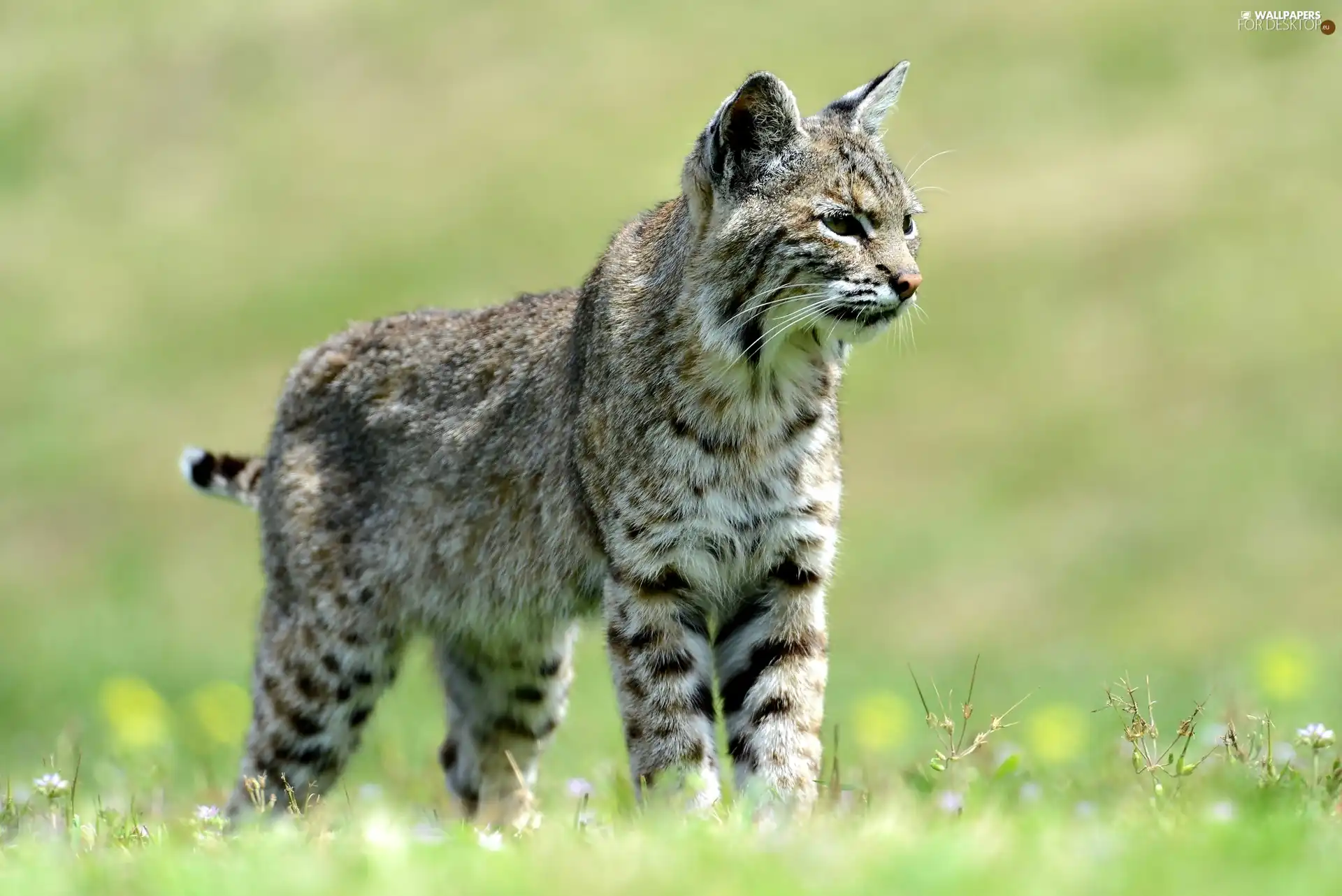 young, Lynx