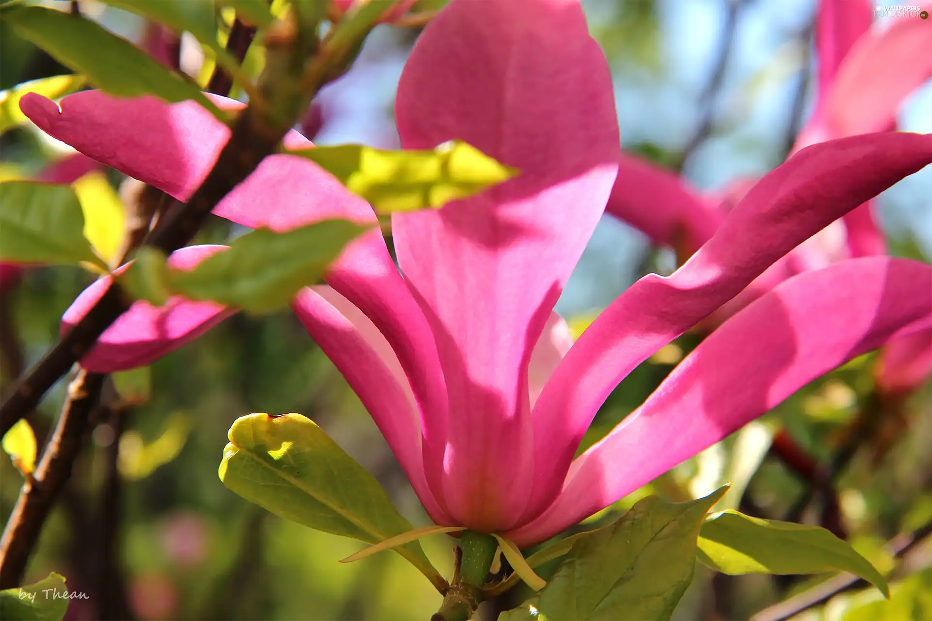 Pink, Magnolia