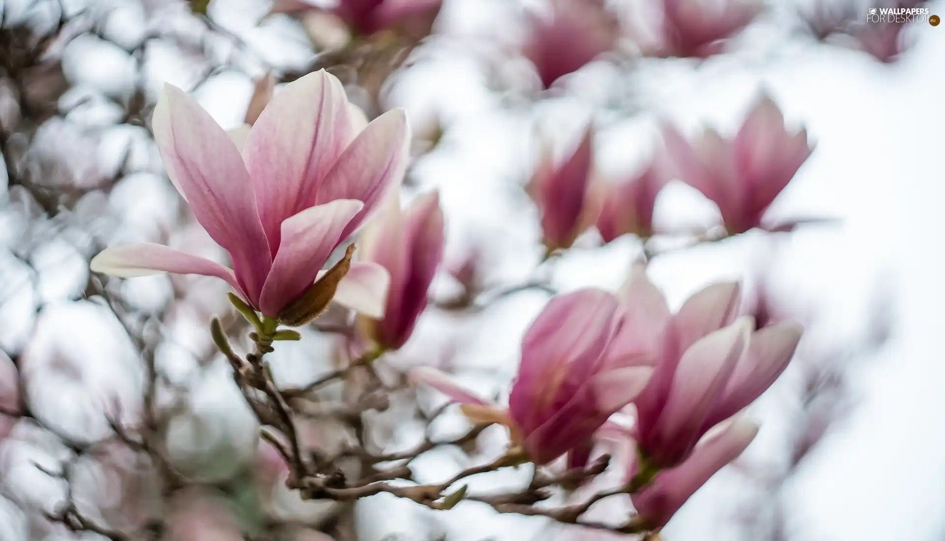 branch pics, Flowers, Magnolias, pale pink