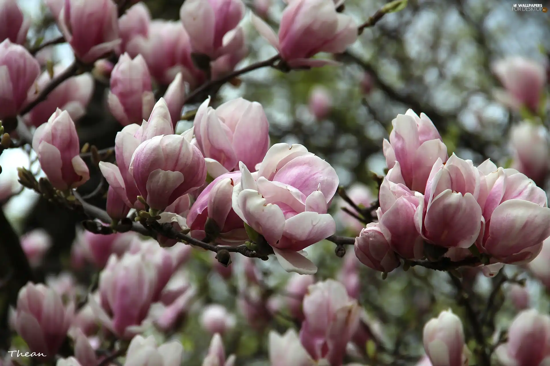 Pink, Magnolias