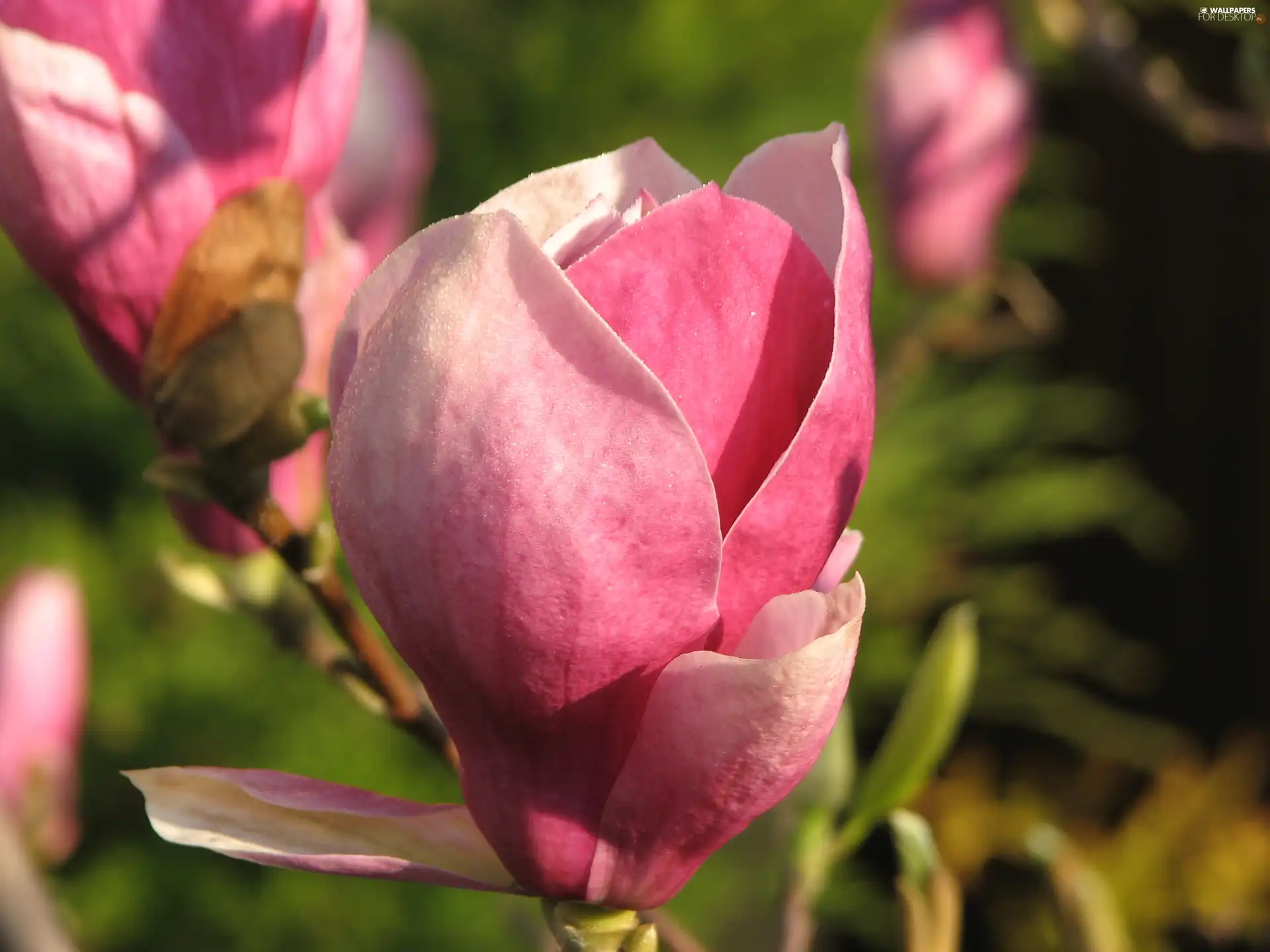 bud, Magnolii