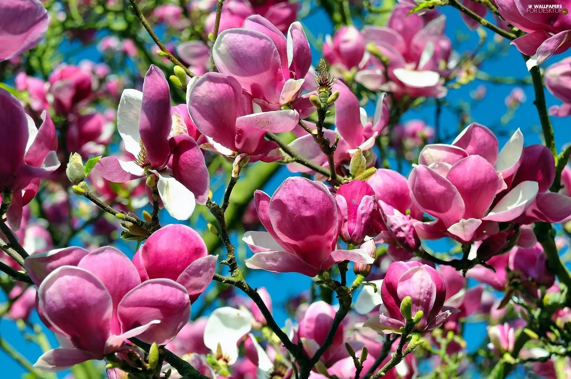 Flowers, viewes, Magnolii, trees