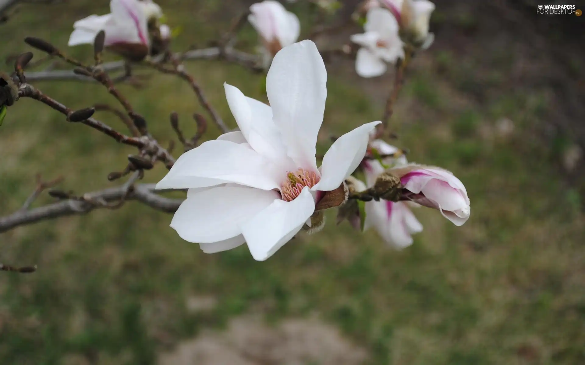 Magnolii, White, Flowers