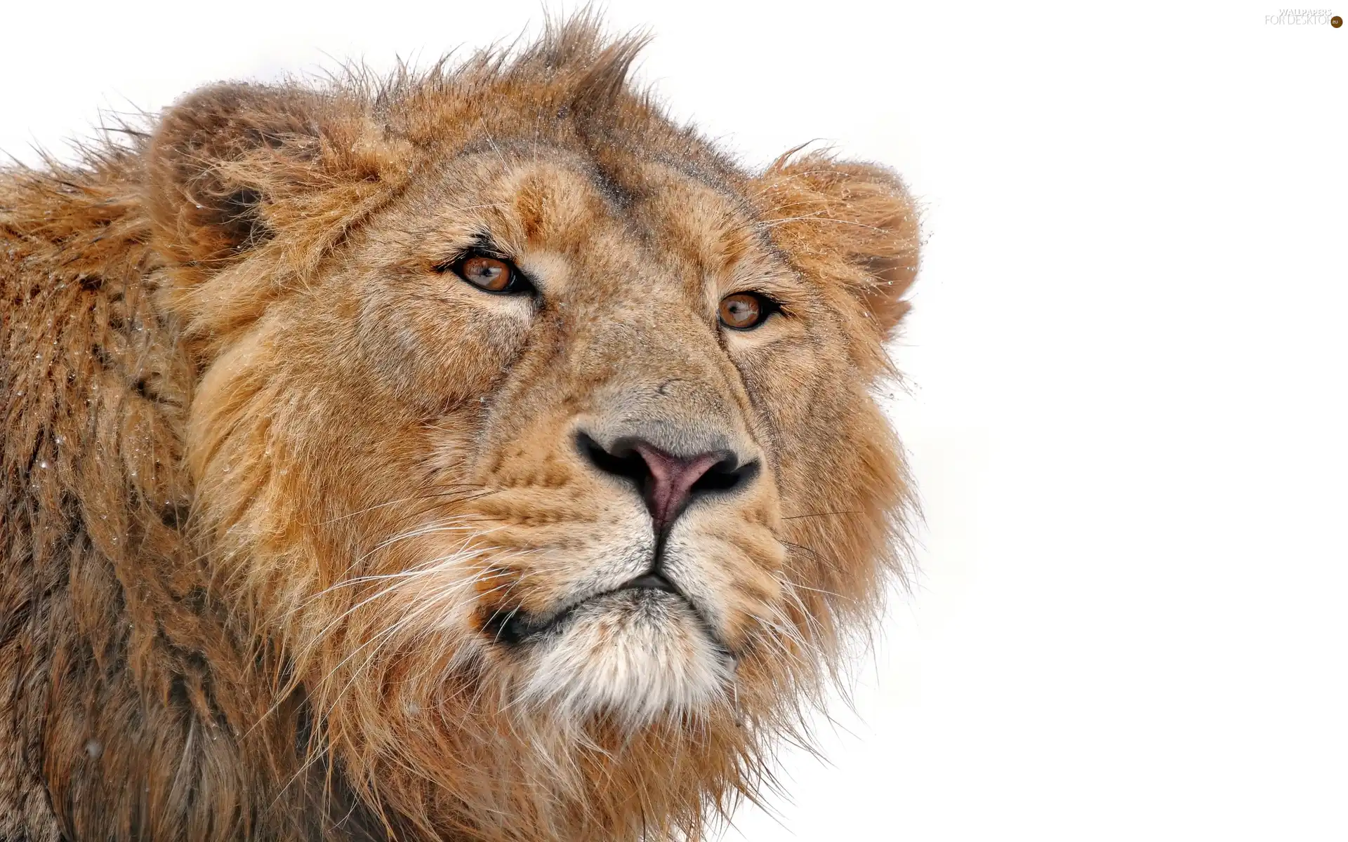 male, Lion, young