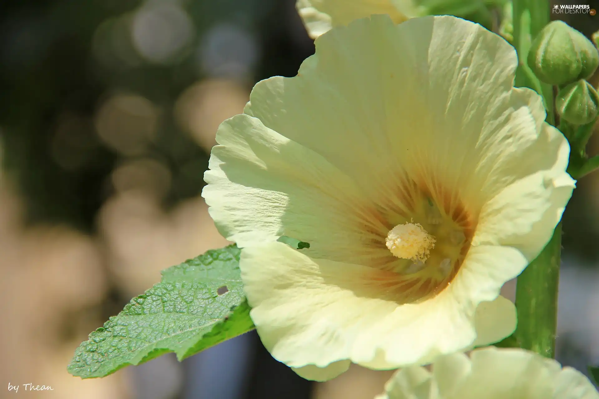 White, mallow