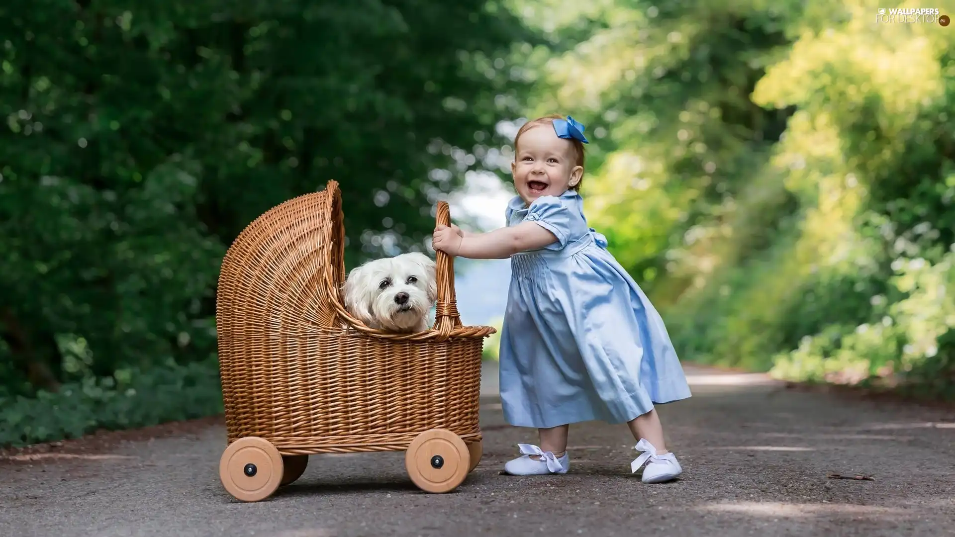 dress, girl, dog, Maltese, trolley, Blue