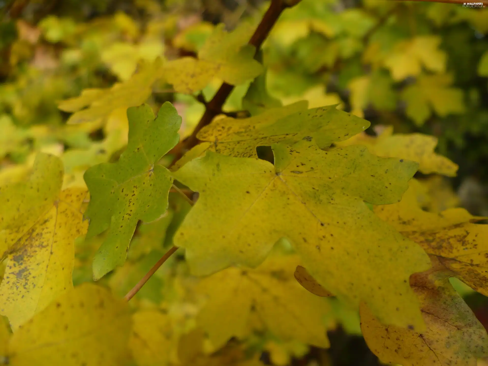 Leaf, maple