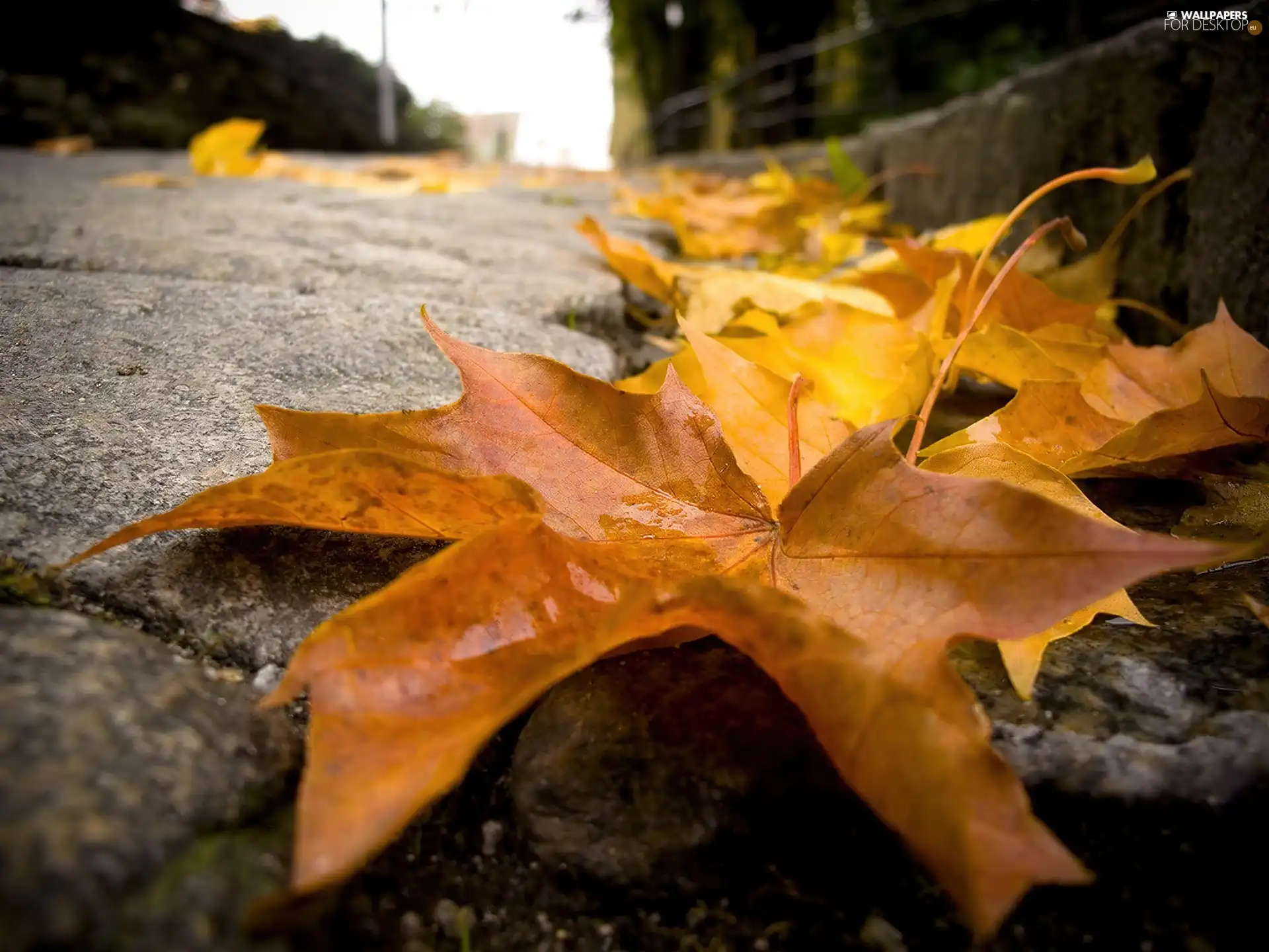 maple, autumn, Leaf