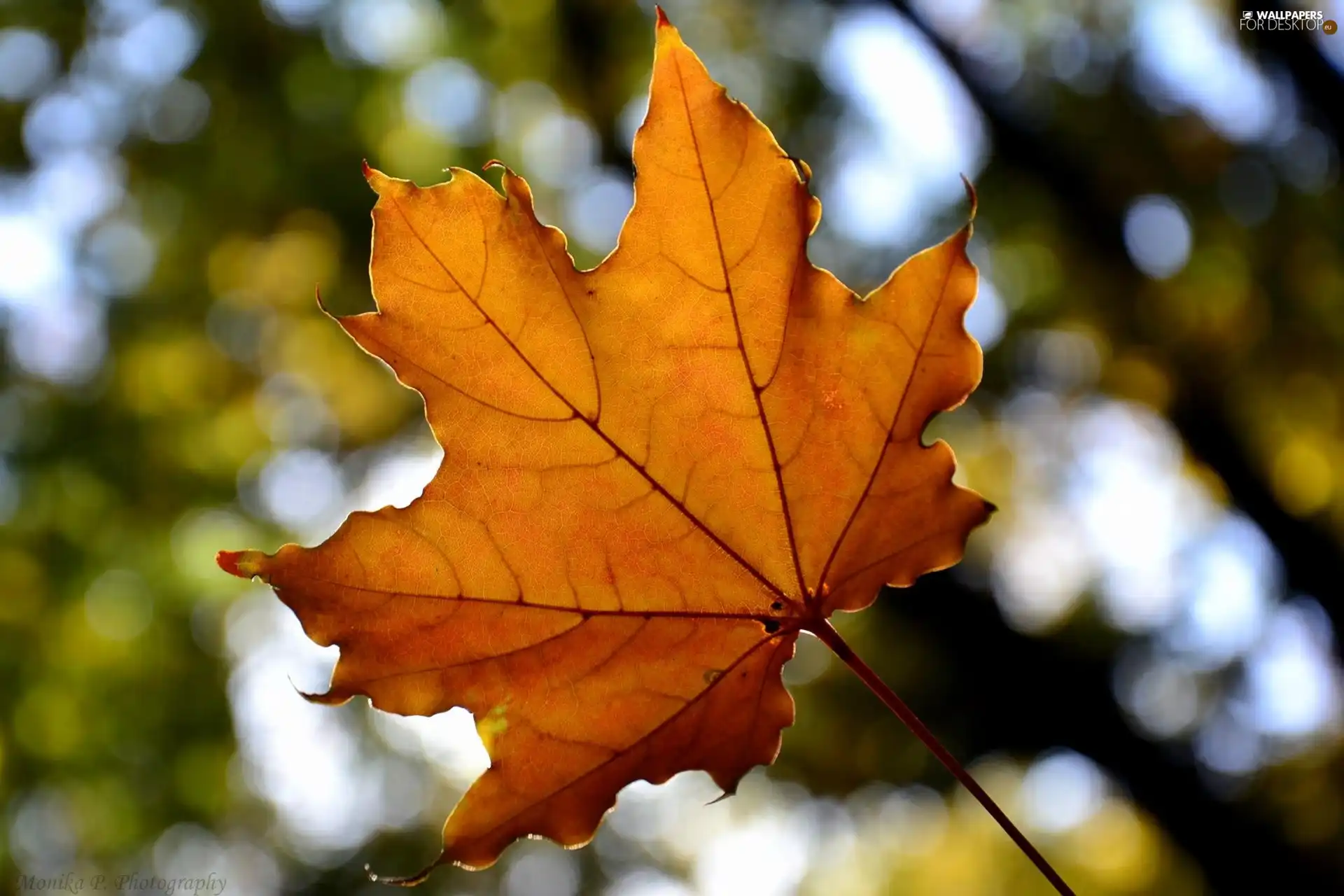 maple, Orange, leaf
